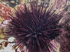 Centrostephanus rodgersii