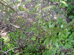 Sophora microphylla
