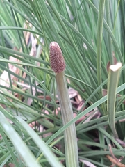Xanthorrhoea minor lutea