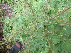 Leptospermum scoparium
