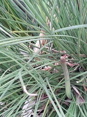 Xanthorrhoea minor lutea