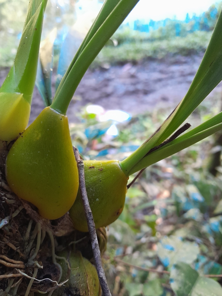 Bulbophyllum sulfureum Schltr. 2