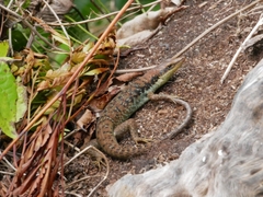 Emoia tuitarere