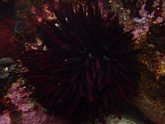 Centrostephanus rodgersii