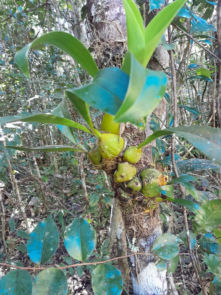 Bulbophyllum sulfureum