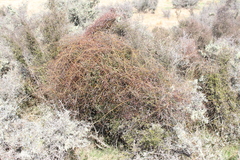 Rubus schmidelioides