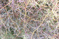 Rubus schmidelioides