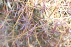 Rubus schmidelioides