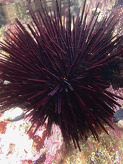 Centrostephanus rodgersii