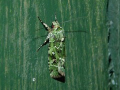 Mentaxya viridis