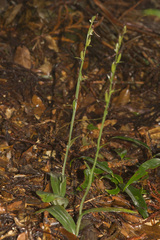 Platanthera minor