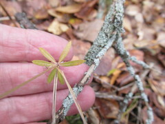 Galium uliginosum