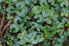 Viola formosana