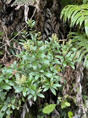 Gaultheria paniculata