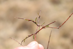 Coprosma intertexta