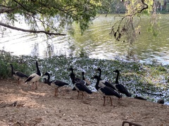 Anseranas semipalmata