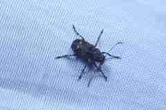 Anthribidae