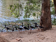 Anseranas semipalmata