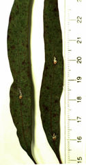 Eriococcus coriaceus