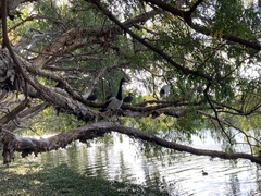 Anseranas semipalmata