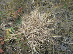 Cleistogenes squarrosa