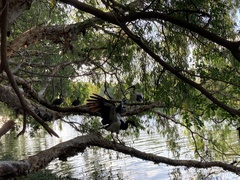 Anseranas semipalmata