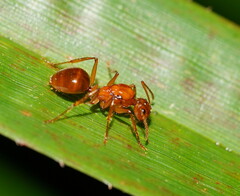 Notoncus spinisquamis