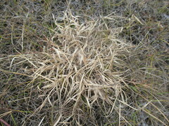 Cleistogenes squarrosa