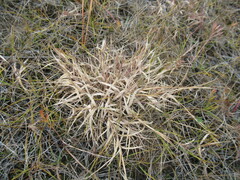 Cleistogenes squarrosa