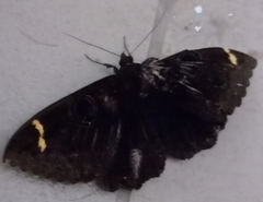 Erebus hieroglyphica