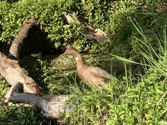 Anas platyrhynchos × Cairina moschata