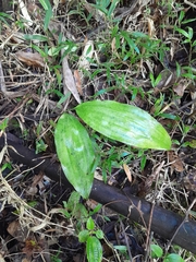 Phaius