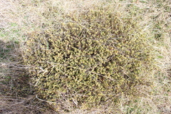 Pimelea mesoa mesoa