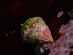 Astralium tentoriiforme