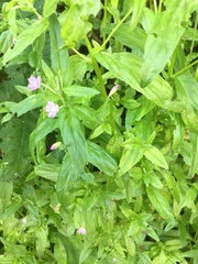 Epilobium obscurum