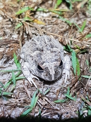 Platyplectrum ornatum