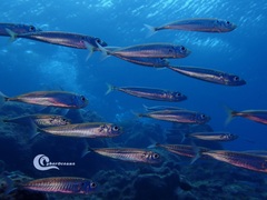 Trachurus