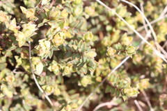 Pimelea mesoa mesoa