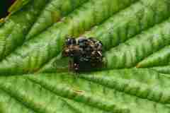 Euscelophilus