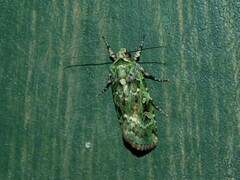 Mentaxya viridis