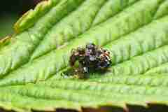 Euscelophilus