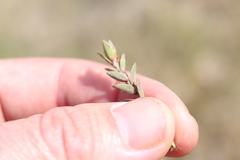 Pimelea mesoa mesoa