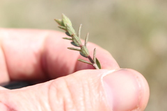 Pimelea mesoa mesoa