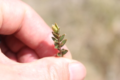 Pimelea mesoa mesoa