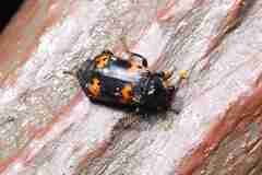 Silphidae