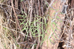 Anisotome filifolia