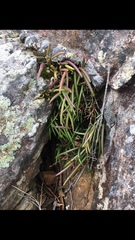 Dendrobium striolatum