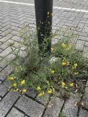 Senecio inaequidens