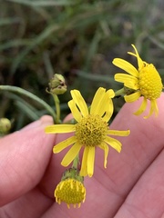Senecio inaequidens