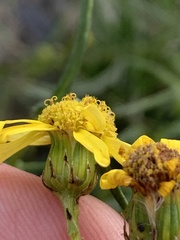 Senecio inaequidens
